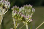 Pale Indian plantain